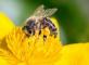 Les ruches de la Tourelle d'Argent  La Tourelle d'Argent Tremuson